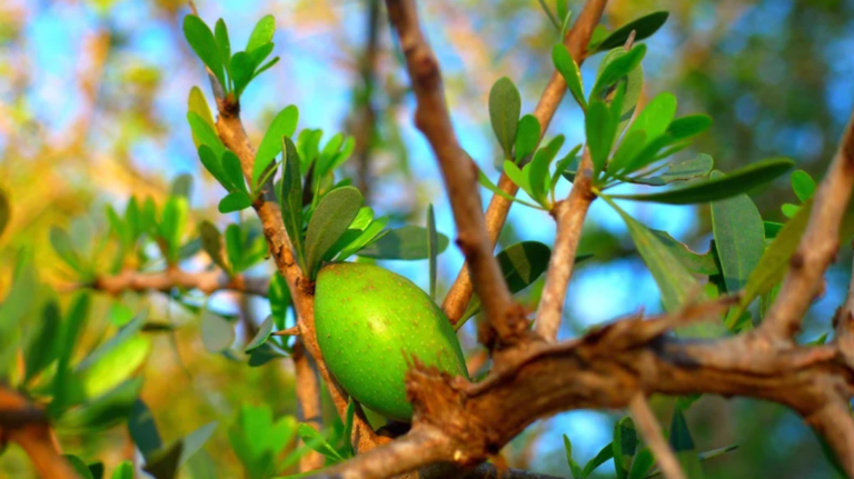 argan - huile végétale