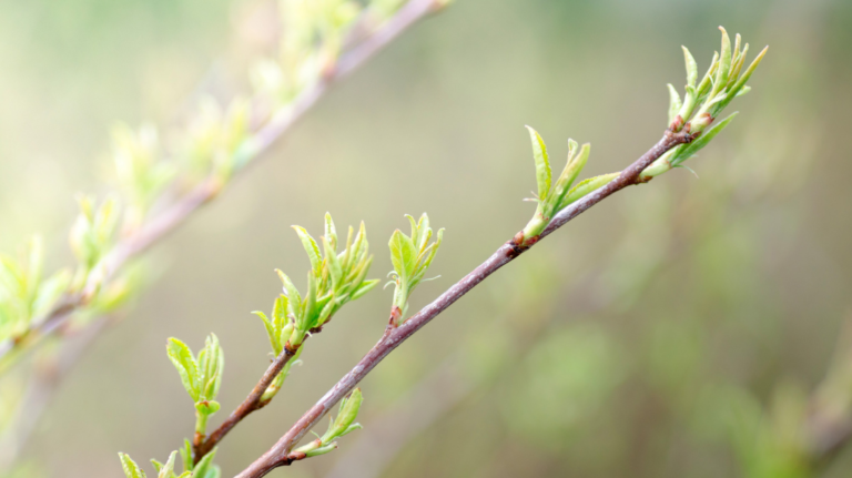 Bourgeons de framboisier - bienelles
