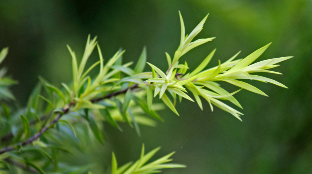 Tea tree - bienelles.com